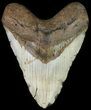 Megalodon Tooth (Repaired) - North Carolina #66103-1